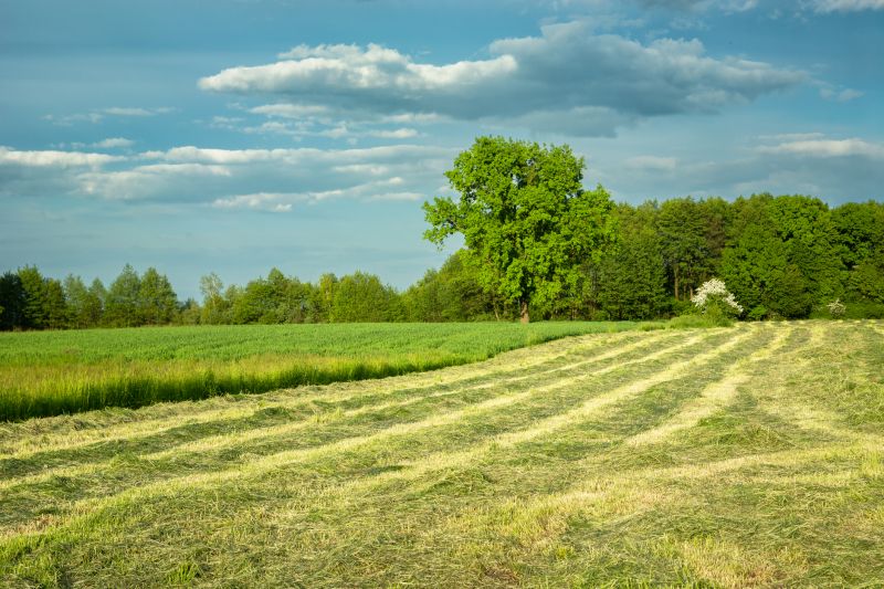 Close-up of Mowed Grass