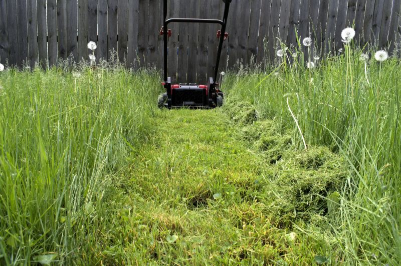 Overgrown Pasture Before Mowing